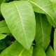 INULA magnifica