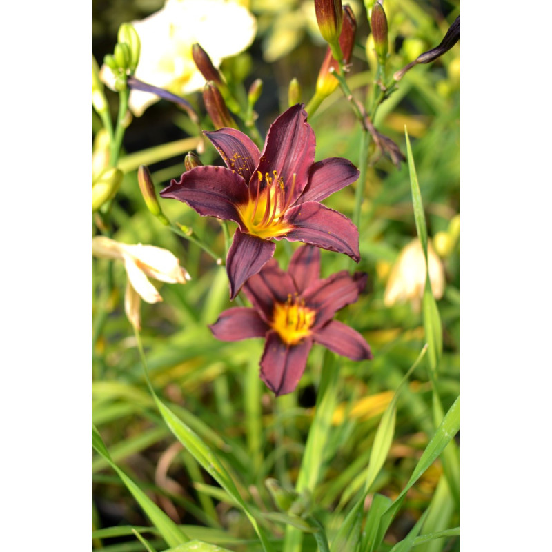 HEMEROCALLIS 'American Revolution'
