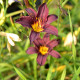 HEMEROCALLIS 'American Revolution'