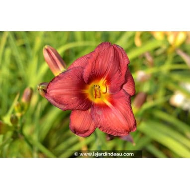 HEMEROCALLIS \'Little Business\'