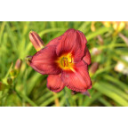 HEMEROCALLIS 'Little Business' HEMEROCALLIS 'Little Business'