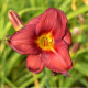 HEMEROCALLIS 'Little Business'