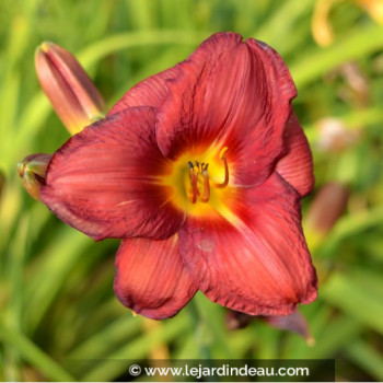 HEMEROCALLIS &#039;Little Business&#039;