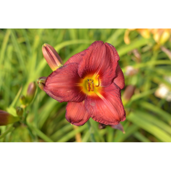 HEMEROCALLIS 'Little Business'