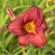 HEMEROCALLIS 'Little Business'