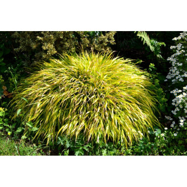 HAKONECHLOA macra \'All Gold\'