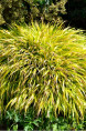 HAKONECHLOA macra 'All Gold'