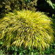 HAKONECHLOA macra 'All Gold'