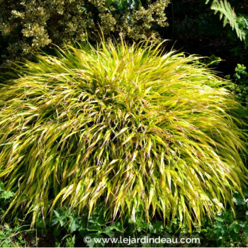 HAKONECHLOA macra &#039;All Gold&#039;