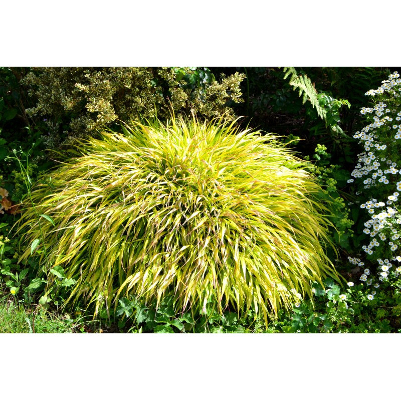 HAKONECHLOA macra 'All Gold'