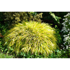 HAKONECHLOA macra 'All Gold'