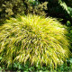 HAKONECHLOA macra 'All Gold'