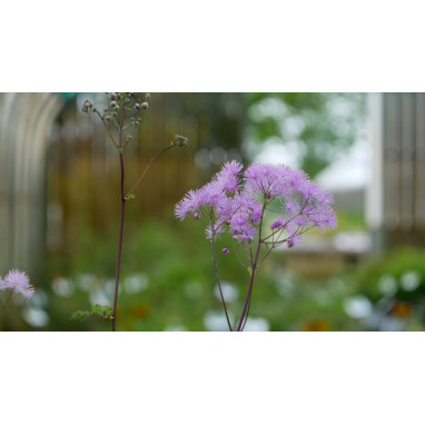 THALICTRUM aquilegifolium