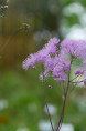 THALICTRUM aquilegifolium