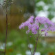 THALICTRUM aquilegifolium