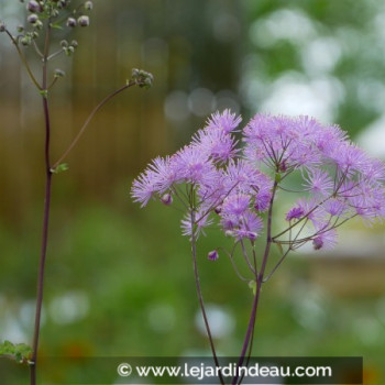 THALICTRUM aquilegifolium