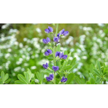 BAPTISIA australis