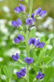 BAPTISIA australis