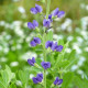 BAPTISIA australis