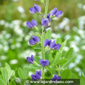 BAPTISIA australis