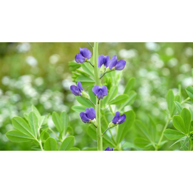 BAPTISIA australis