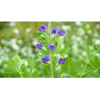 BAPTISIA australis