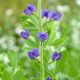 BAPTISIA australis