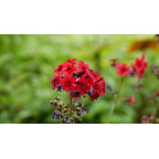 PRIMULA japonica 'Miller's Crimson'
