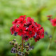 PRIMULA japonica 'Miller's Crimson'