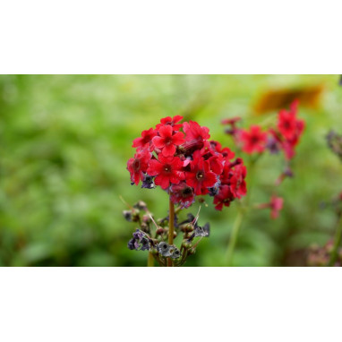 PRIMULA japonica \'Miller\'s Crimson\'