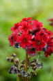 PRIMULA japonica 'Miller's Crimson'