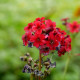 PRIMULA japonica 'Miller's Crimson'