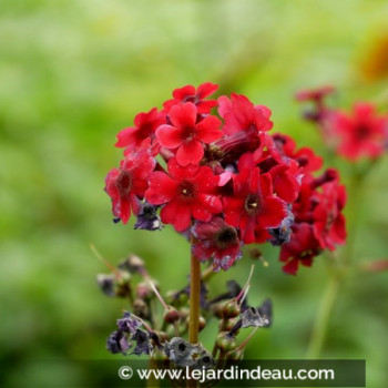 PRIMULA japonica &#039;Miller&#039;s Crimson&#039;