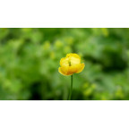 TROLLIUS europaeus