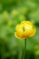TROLLIUS europaeus