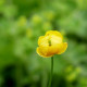 TROLLIUS europaeus