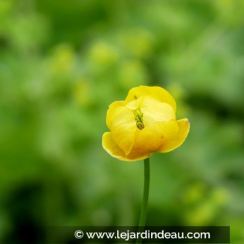 TROLLIUS europaeus