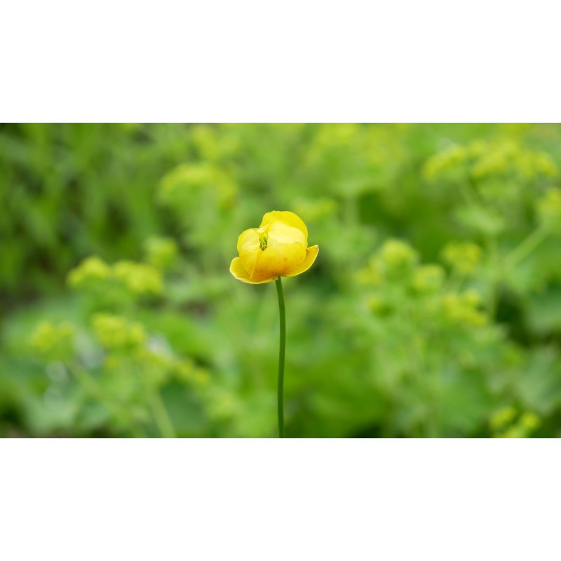 TROLLIUS europaeus