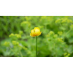 TROLLIUS europaeus