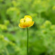 TROLLIUS europaeus