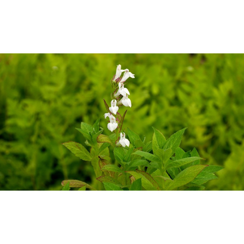 LOBELIA siphilitica 'Alba'