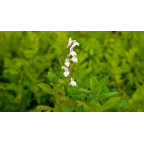 LOBELIA siphilitica 'Alba'