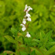 LOBELIA siphilitica 'Alba'