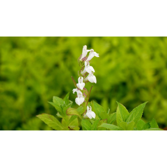 LOBELIA siphilitica 'Alba'