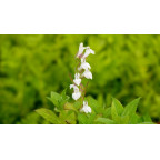 LOBELIA siphilitica 'Alba'
