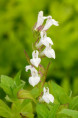 LOBELIA siphilitica 'Alba'