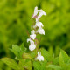 LOBELIA siphilitica 'Alba'