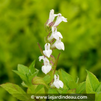 LOBELIA siphilitica &#039;Alba&#039;