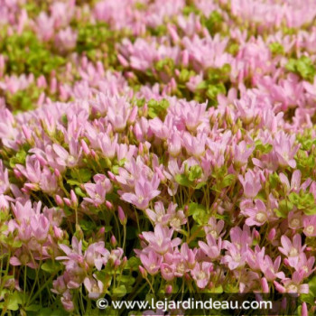 LYSIMACHIA tenella