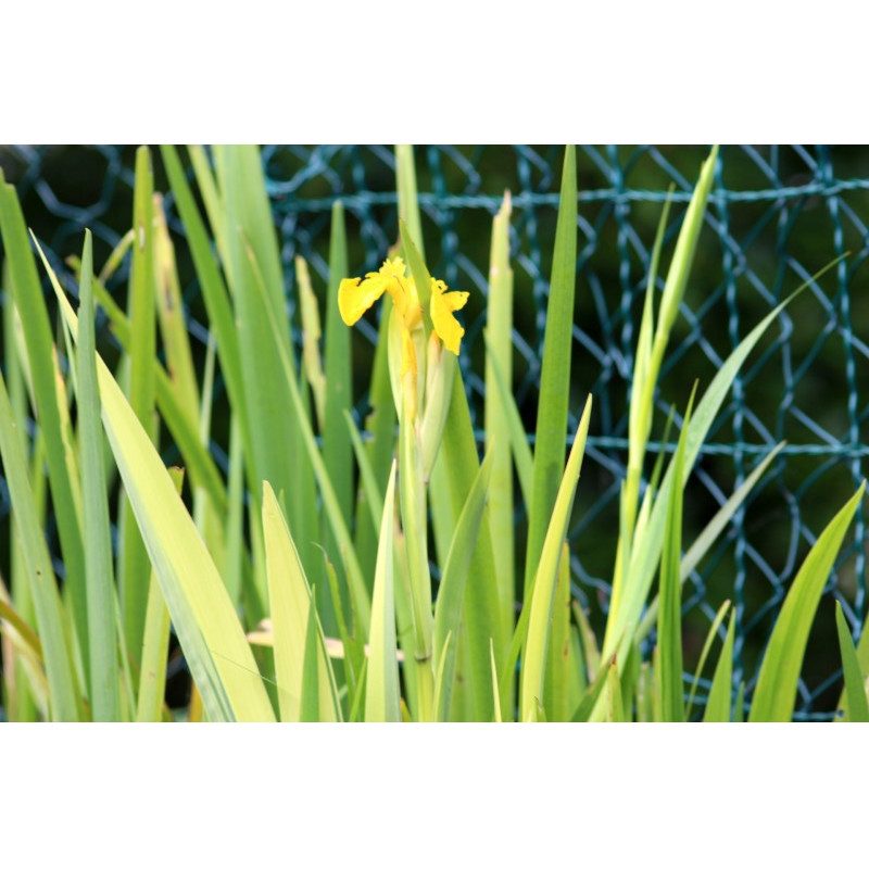 IRIS pseudacorus 'Variegata'